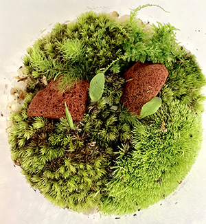 苔テラリウム