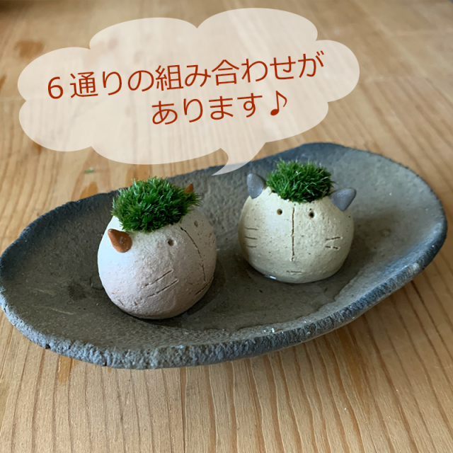 モス子ネコ