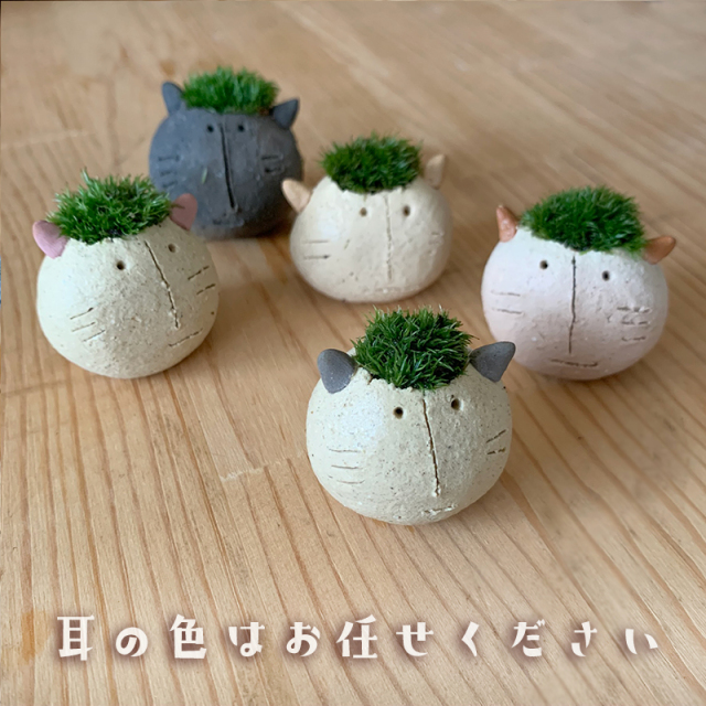 mossmoss コネコ