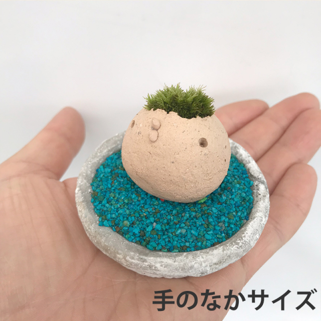 苔盆栽