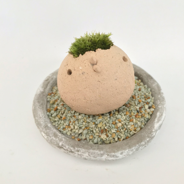 苔盆栽