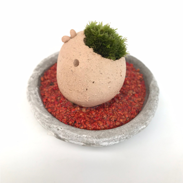 苔盆栽