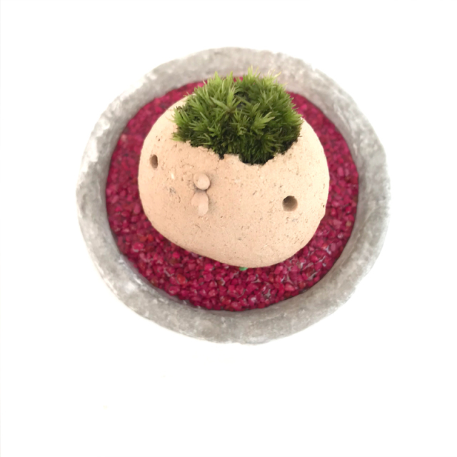 苔盆栽