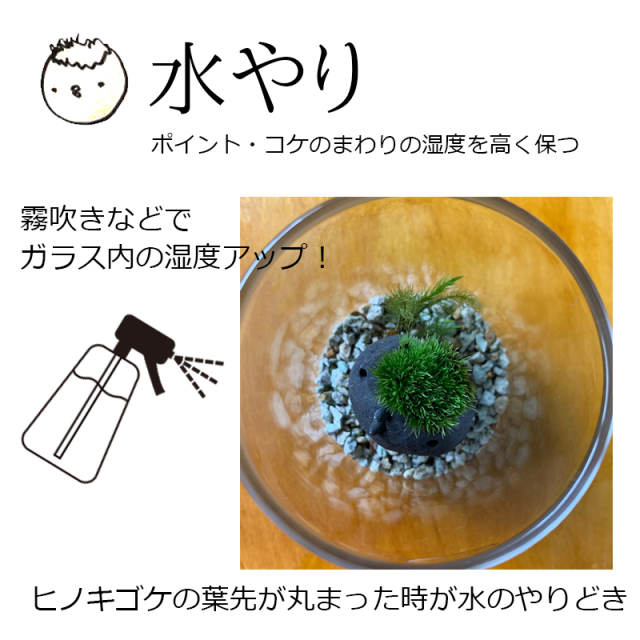 モスモステラリウム