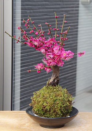 紅梅苔玉2015c
