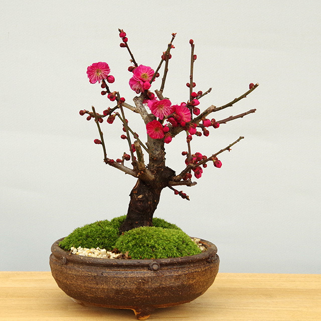端正で香りよい花が人気の梅 紅梅 こうばい の盆栽 信楽焼茶鉢