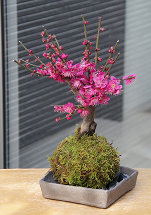 紅梅苔玉焼締角器2015c