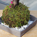 紅梅苔玉焼締角器2015d