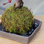 紅梅苔玉焼締角器2015e