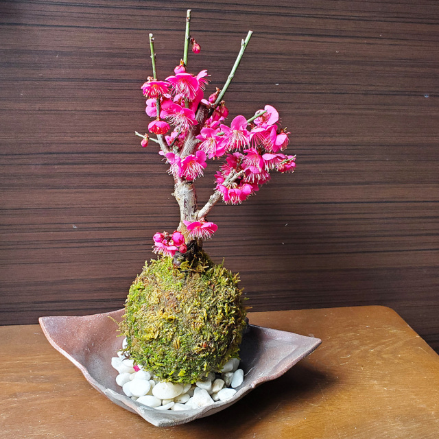 2026年開花終了】端正で香りよい花が人気の梅【紅梅（こうばい）の苔玉