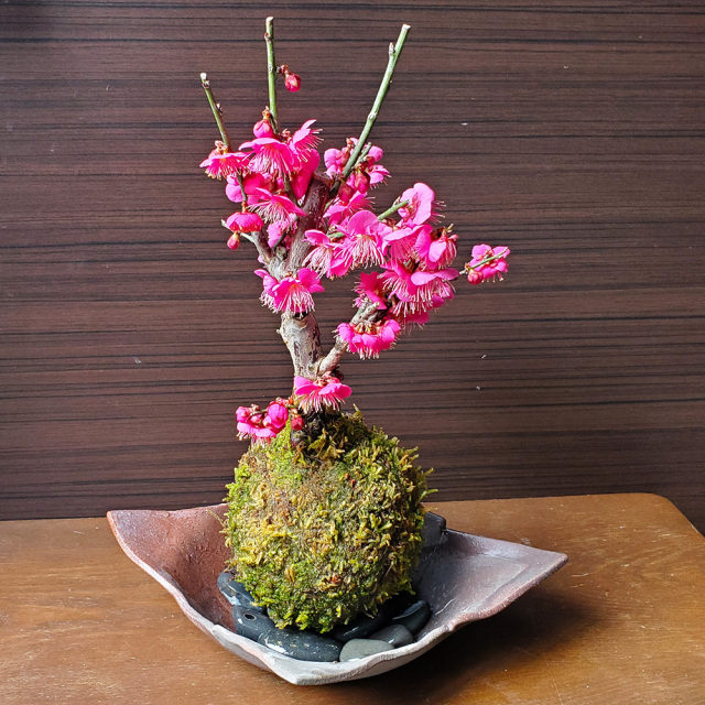 2026年開花終了】端正で香りよい花が人気の梅【紅梅（こうばい）の苔玉