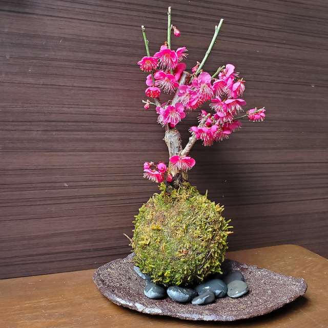 紅梅　苔玉