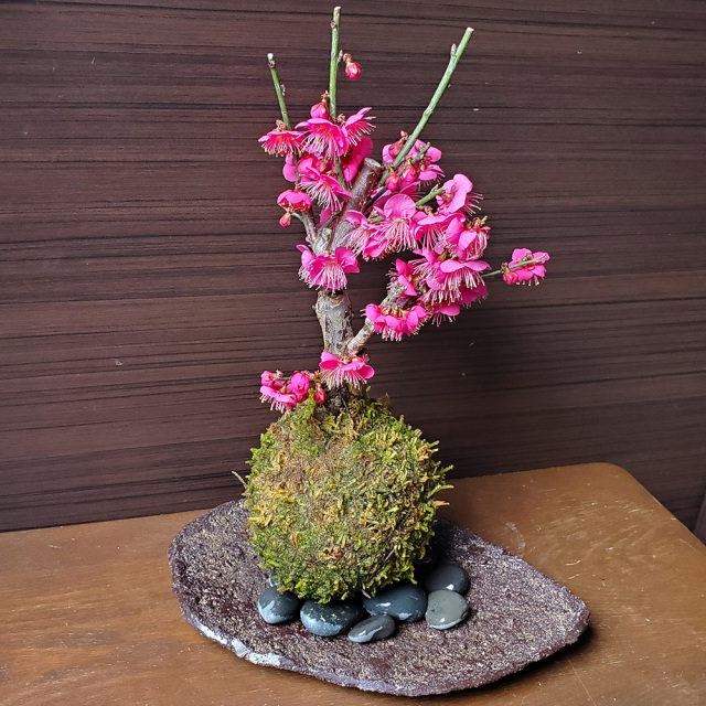 紅梅　苔玉