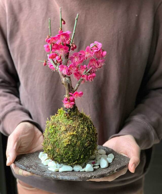 2025年開花終了】端正で香りよい花が人気の梅【紅梅（こうばい）の苔玉 