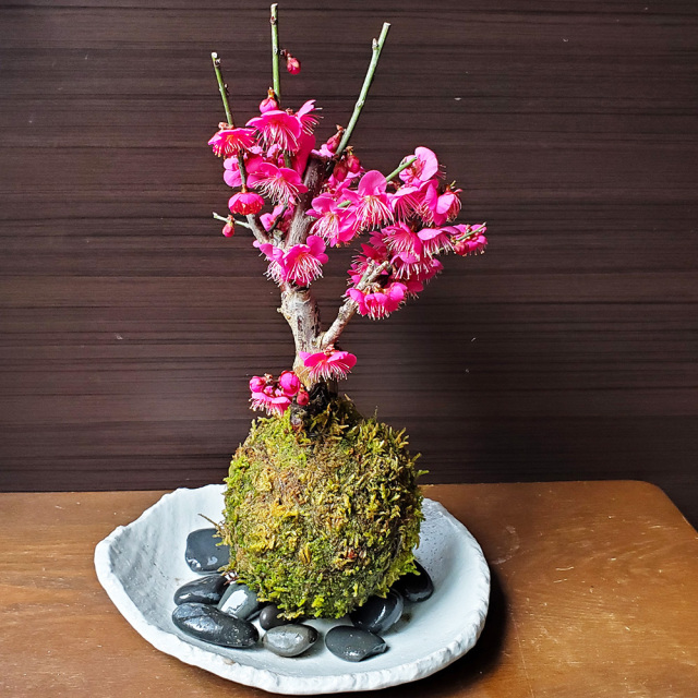 紅梅　苔玉