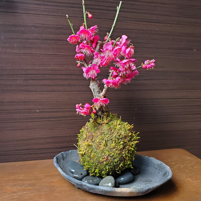 紅梅　苔玉