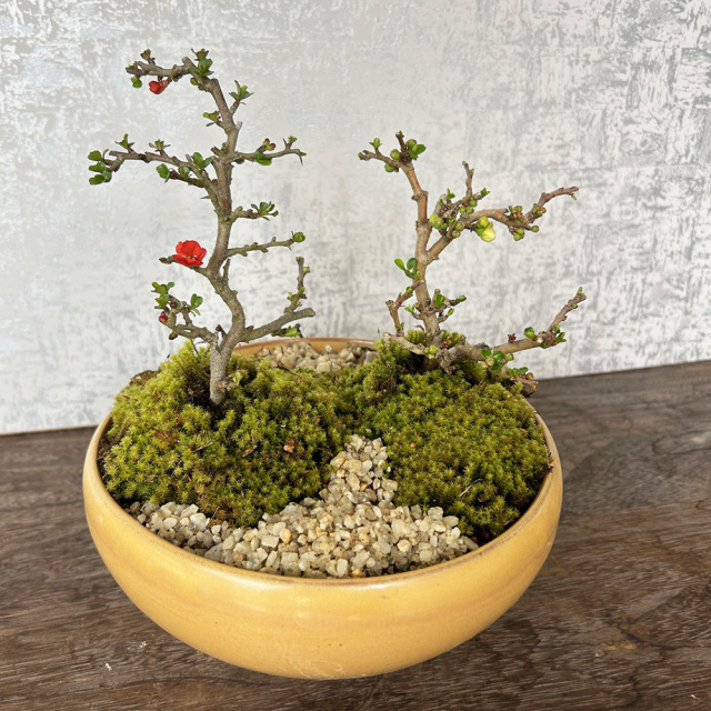 紅白長寿梅盆栽黄陶器