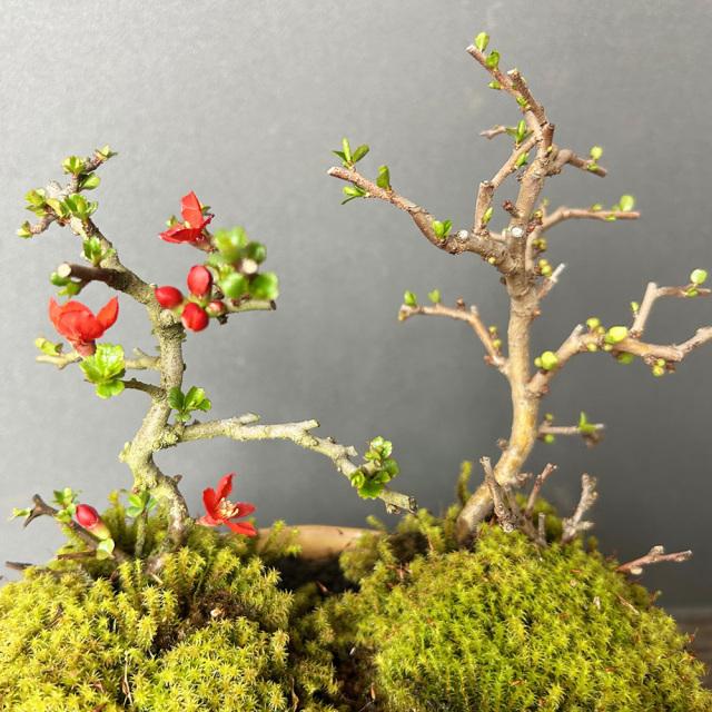 紅白長寿梅盆栽黄陶器