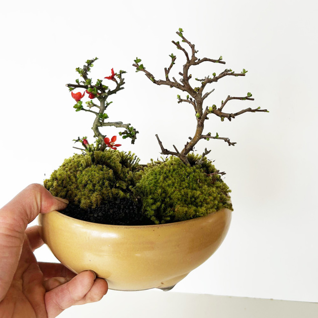 紅白長寿梅盆栽黄陶器