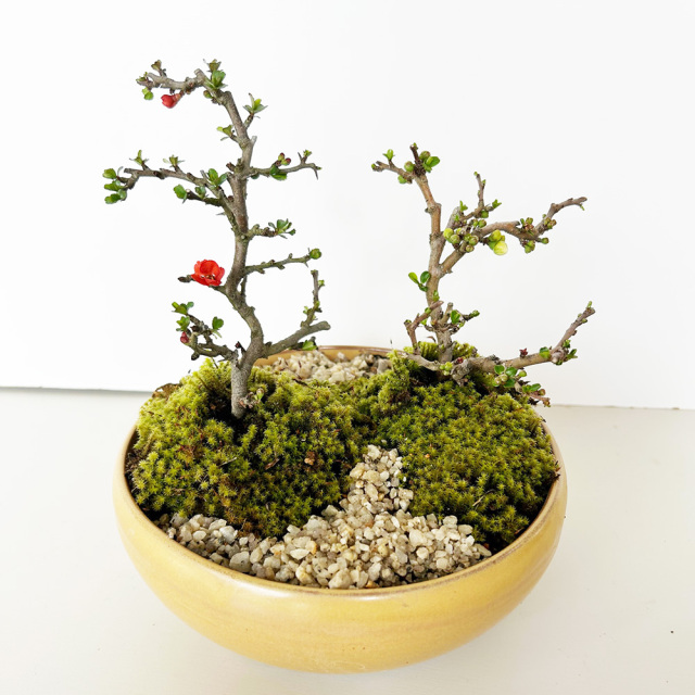紅白長寿梅盆栽黄陶器