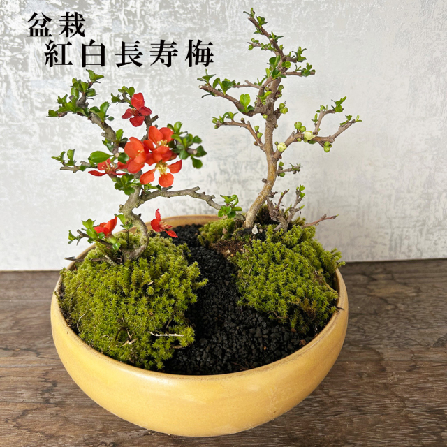 紅白長寿梅 チョウジュバイ 盆栽 万古黄鉢 贈り物 gift 梅 縁起物 盆栽 bonsai