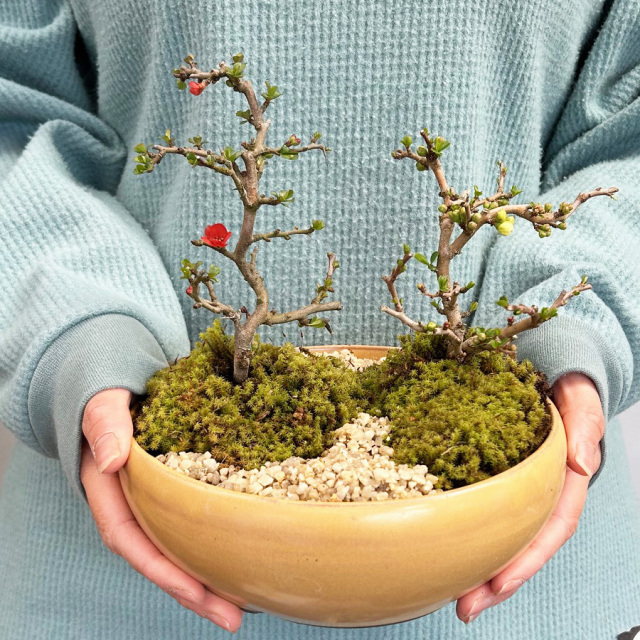 紅白長寿梅盆栽黄陶器