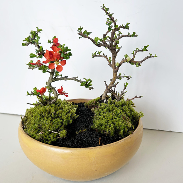 紅白長寿梅盆栽黄陶器