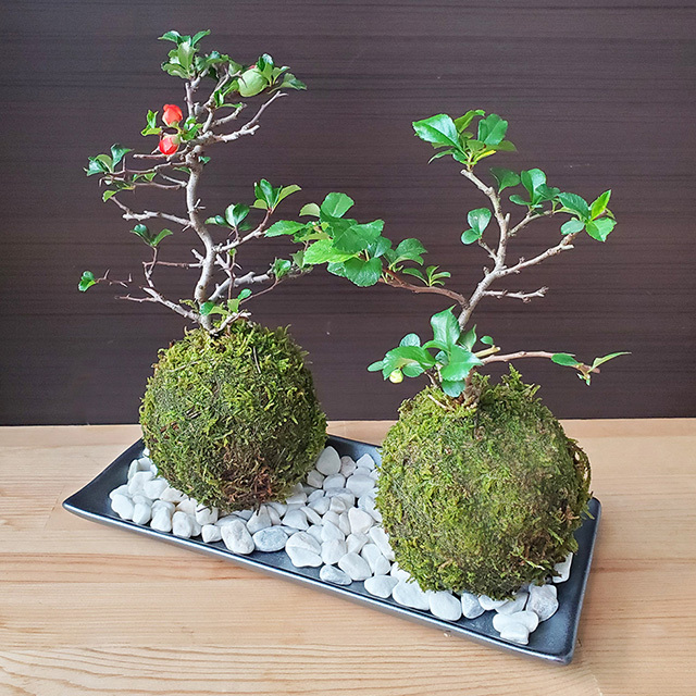 父の日の贈り物に！】年に数回開花！名前も縁起良し！【紅白長寿