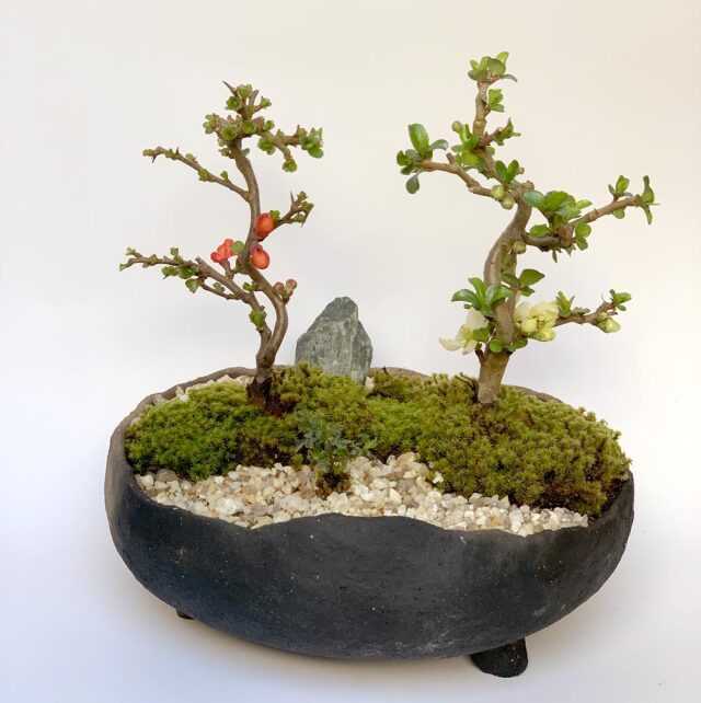 長寿梅　3本寄せ植え 送料無料でお届け。年に数回可憐な花が楽しめます【紅白長寿梅（コウ