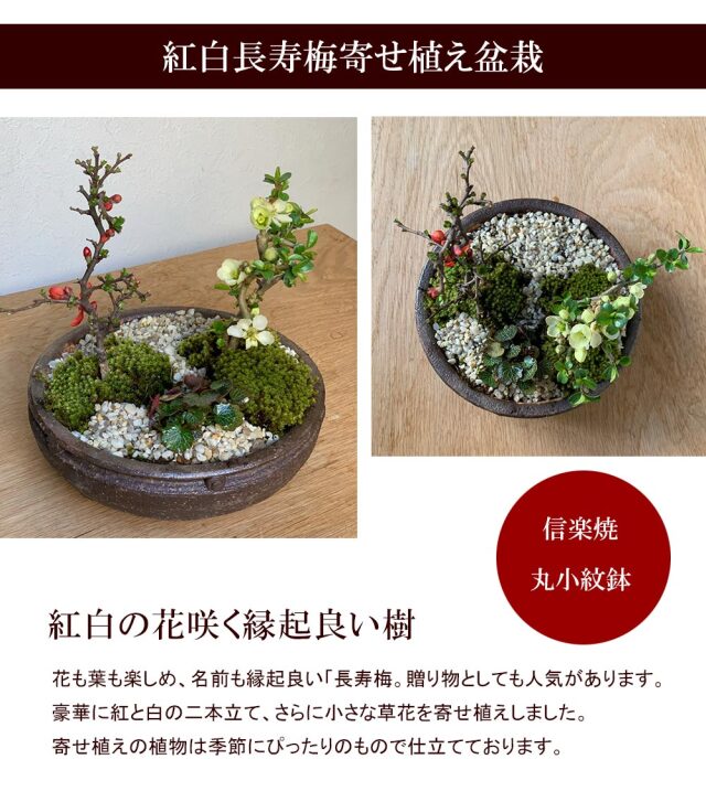 長寿梅　3本寄せ植え 長寿梅（寄せ植え・中品） - 米谷大蓉園