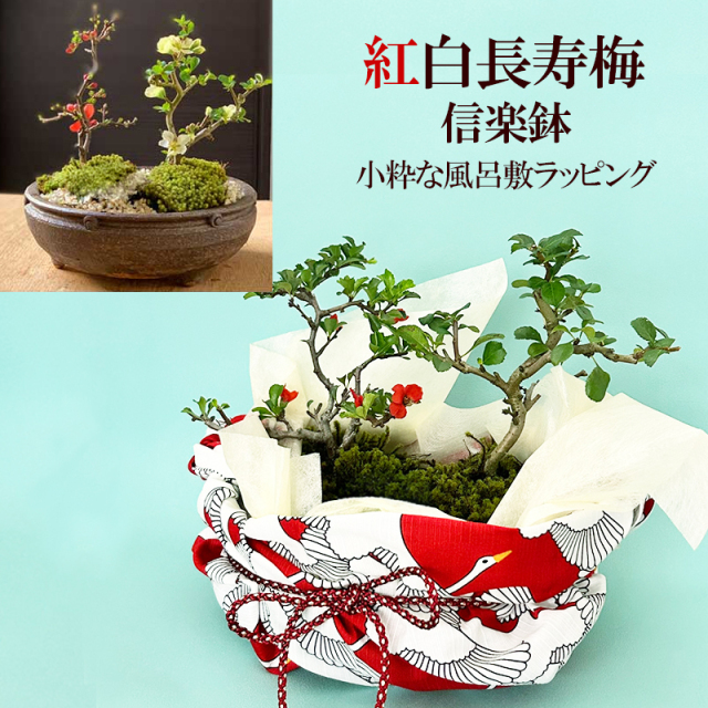 【開花時期は3月頃と11月頃。冬は落葉します】 送料無料 紅白長寿梅 ( コウハクチョウジュバイ ) 盆栽 小粋な風呂敷ラッピング ブライダル 紅白 ちょうじゅばい