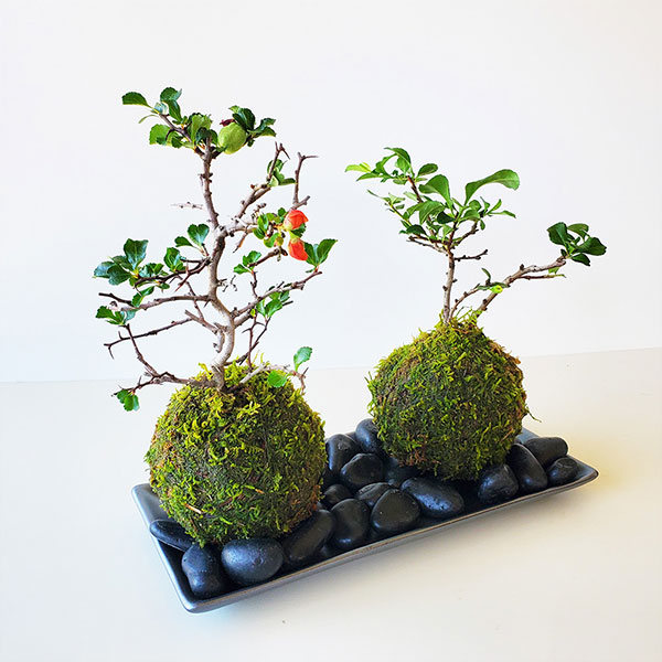 父の日の贈り物に！】年に数回開花！名前も縁起良し！【紅白長寿梅