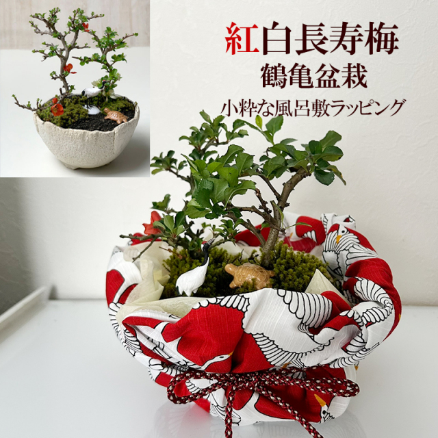 開花時期は3月頃と11月頃。冬は落葉します】ご両親へ感謝を込めて