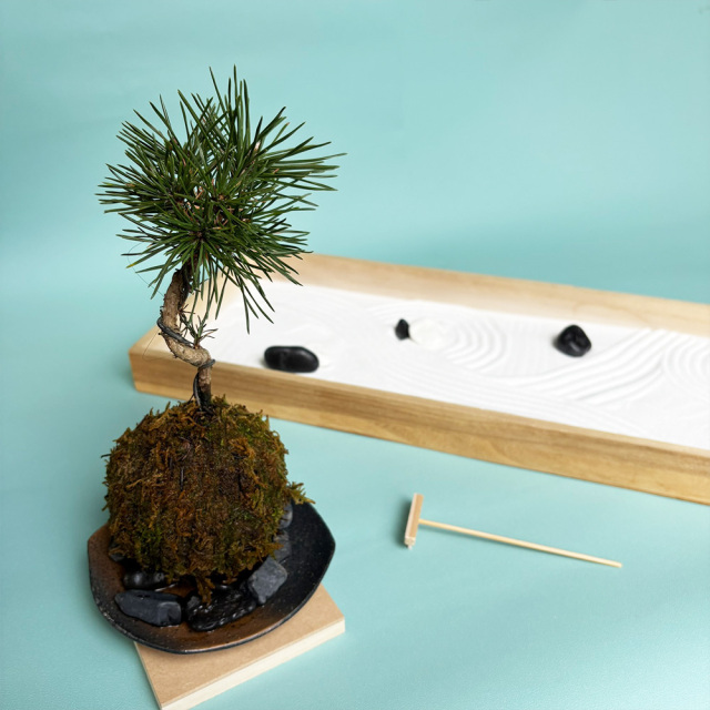 枯山水玉砂利黒松