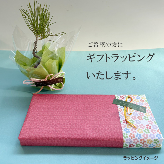 枯山水玉砂利黒松