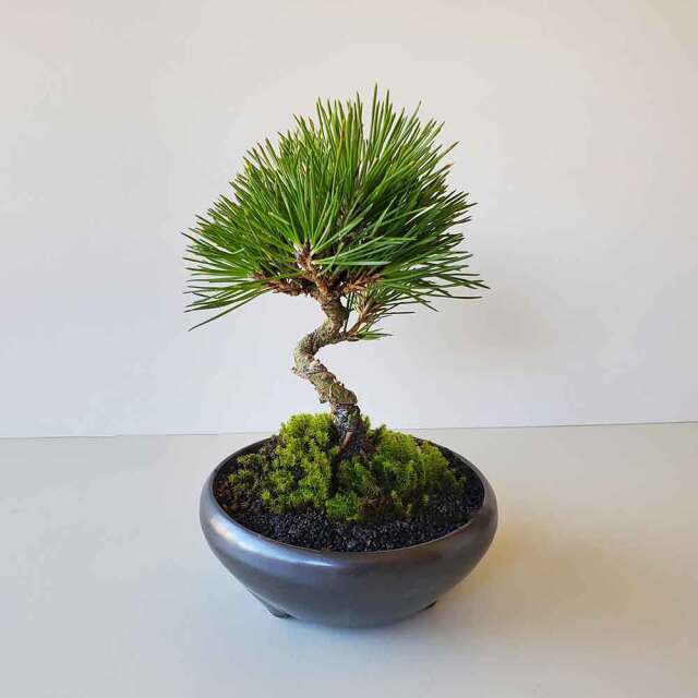 黒松盆栽 万古黒丸鉢 くろまつ クロマツ kuromatu ミニ盆栽 小品盆栽
