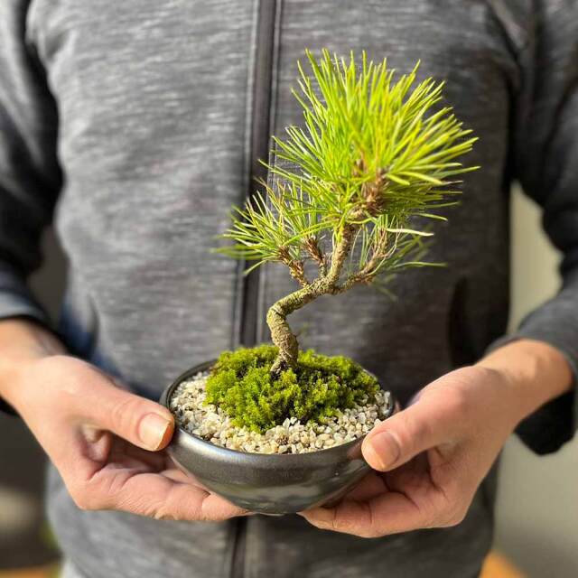 黒松盆栽⑧☆ 黒松8年物 | EVER ROOTS BONSAI STORE