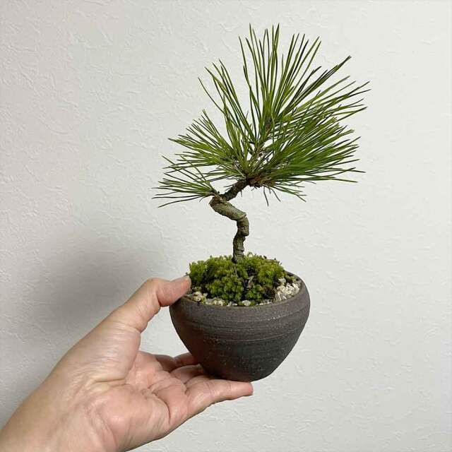 黒松の盆栽 盆栽 松 黒松 樹高 約20cm くろまつ 高級盆栽 Pinus thunbergii