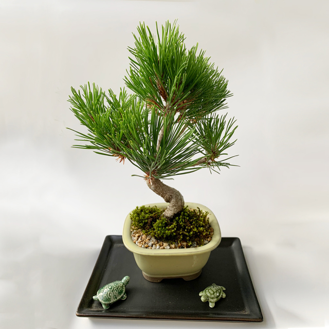 縁起良し 黒松盆栽 長方角鉢 亀 黒皿付