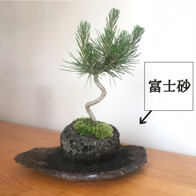 贈り物にも最適 鑑賞3点セット【黒松の軽石盆栽・皿・敷き砂セット】 贈り物にも最適 鑑賞3点セット【黒松の軽石盆栽・皿・敷き砂セット】