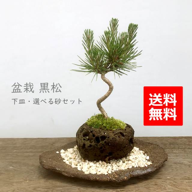 贈り物にも最適 鑑賞3点セット【黒松の軽石盆栽・皿・敷き砂セット】