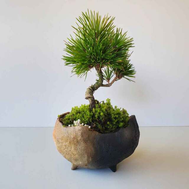 黒松（クロマツ）盆栽 SG001 送料無料でお届け。日々の暮らしに憩いと安らぎを演出【黒松