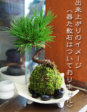 黒松苔玉キット201310c