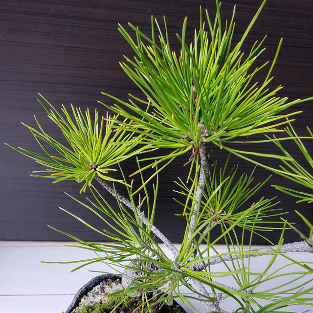 黒松盆栽（くらま鉢）くろまつ クロマツ kuromatu ミニ盆栽 小品盆栽