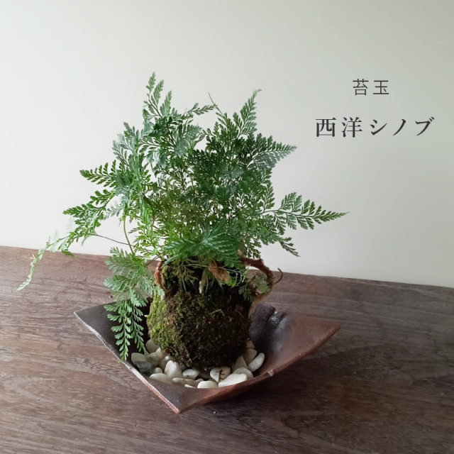 しのぶ ( シノブ ) 苔玉 焼締茶器セット コケ玉 こけだま こけ玉 忍 シダ植物　