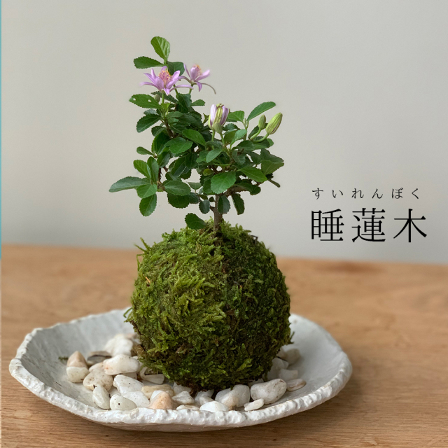 2025年開花終了】毎年5月から夏ごろに美しい花が楽しめる【睡蓮