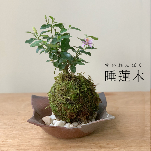 2025年開花終了】毎年5月から夏ごろに美しい花が楽しめる【睡蓮木