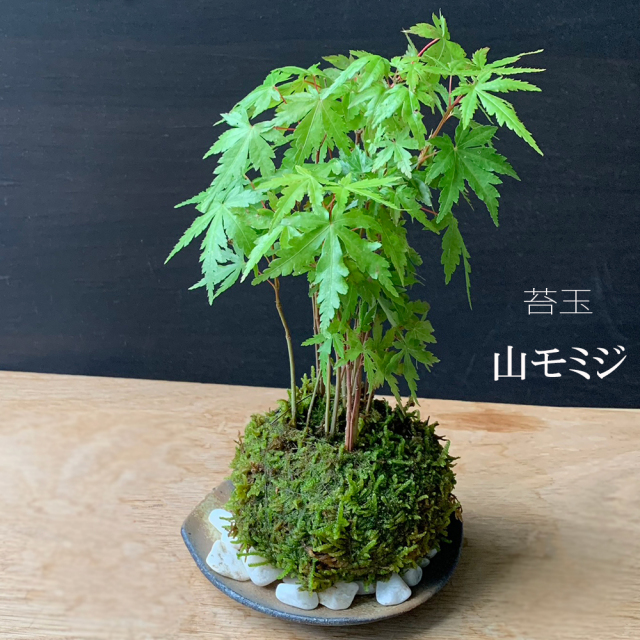 山モミジ苔玉