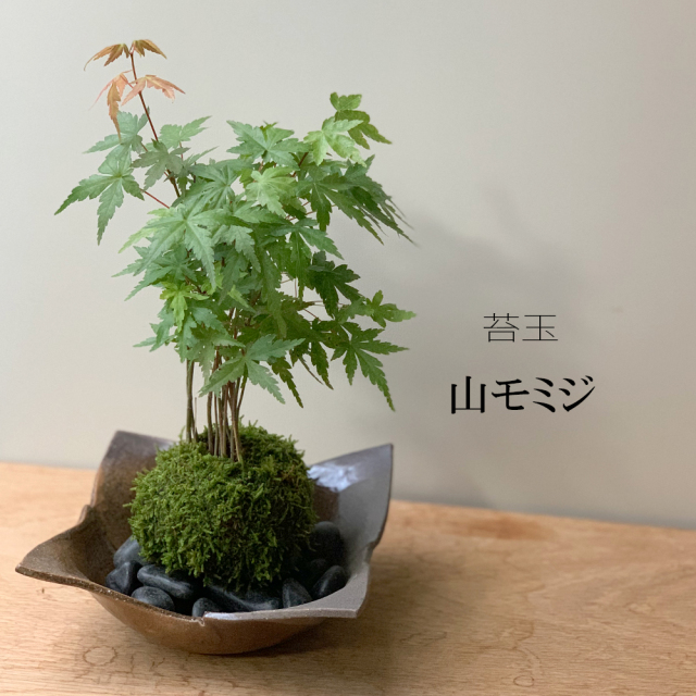 春に新芽・秋に紅葉が楽しめる【山紅葉（ヤマモミジ）の苔玉・焼締茶器
