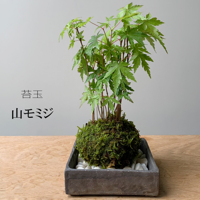 春に新芽・秋に紅葉が楽しめる【山紅葉（ヤマモミジ）の苔玉・焼締角器